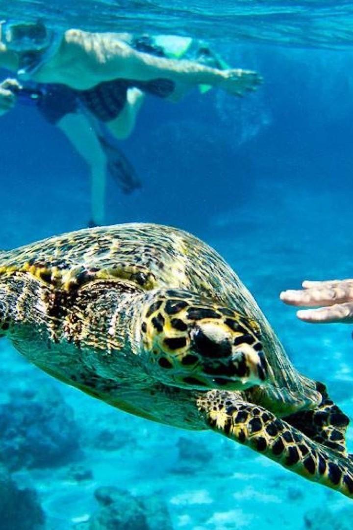 Снорклинг на Гили (snorkling-na-gili) Документальный фильм