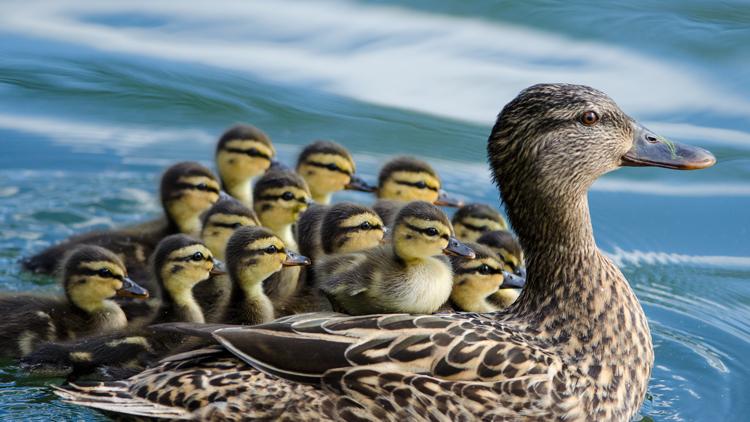 Постер Die wunderbare Welt der Enten