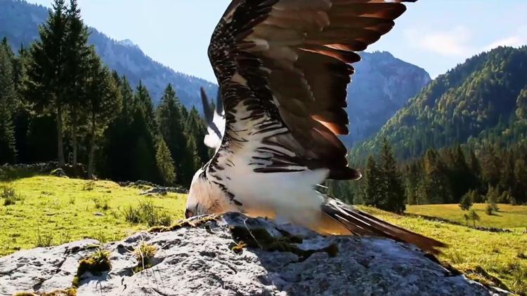 Постер Les Alpes à travers les âges