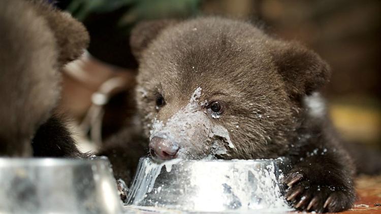 Постер Grizzly Bear Cubs and Me