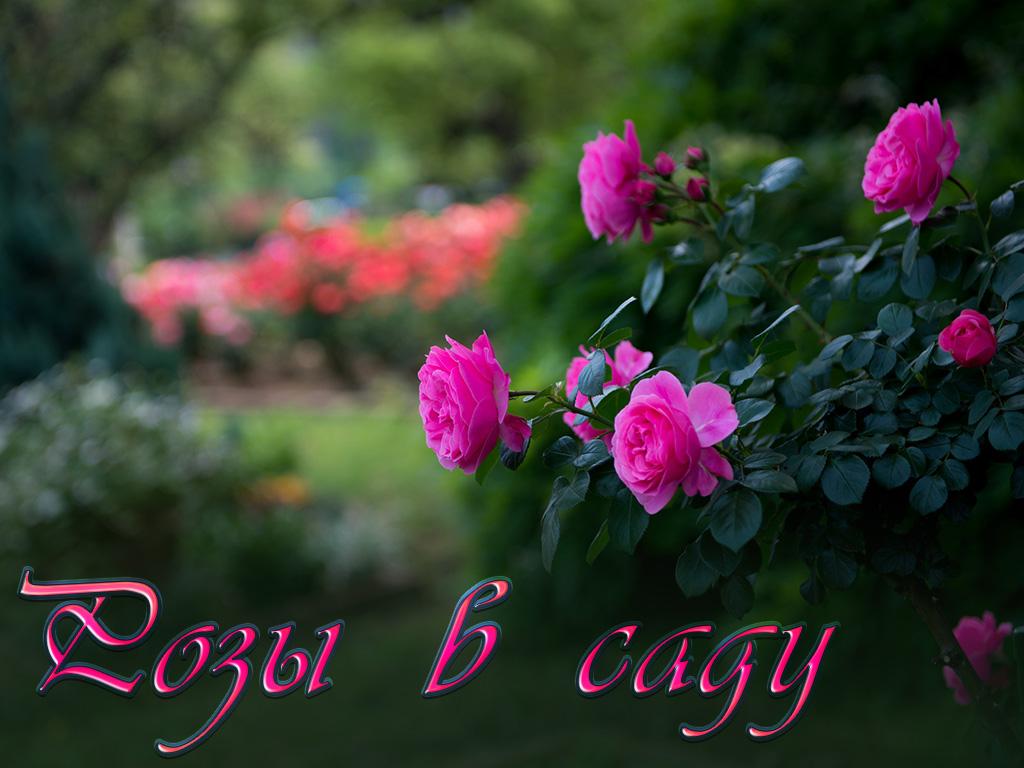 Розы в саду (rozy-v-sadu) Досуг, хобби