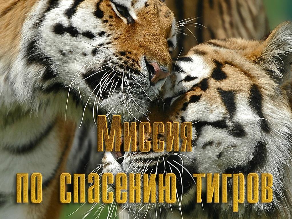 Миссия по спасению тигров (missija-po-spaseniju-tigrov) Документальный фильм