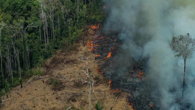 Постер Amazonas in Gefahr – Kampf für den Regenwald