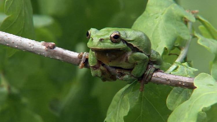 Постер Mission Froschkönig