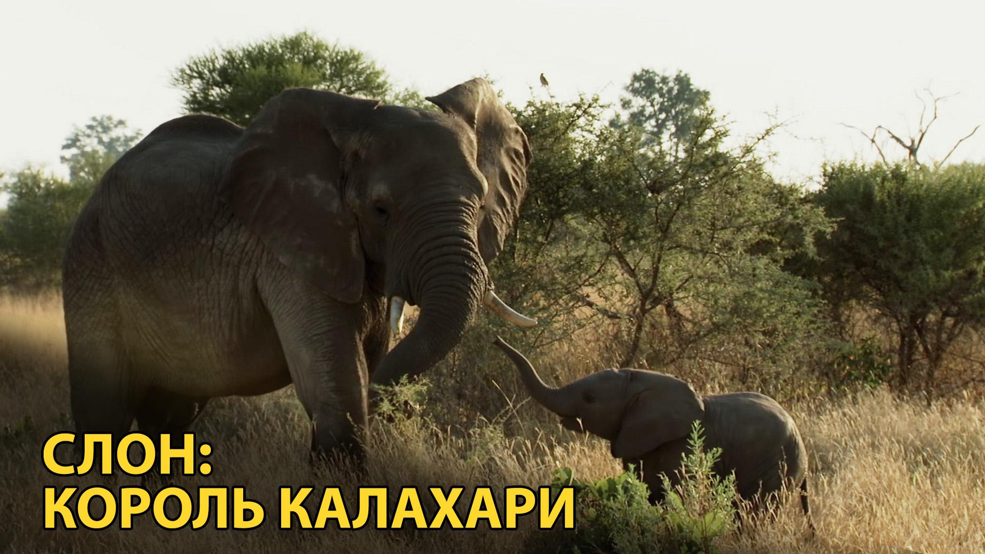 Слон: Король Калахари (slon-korol-kalahari) Документальный фильм