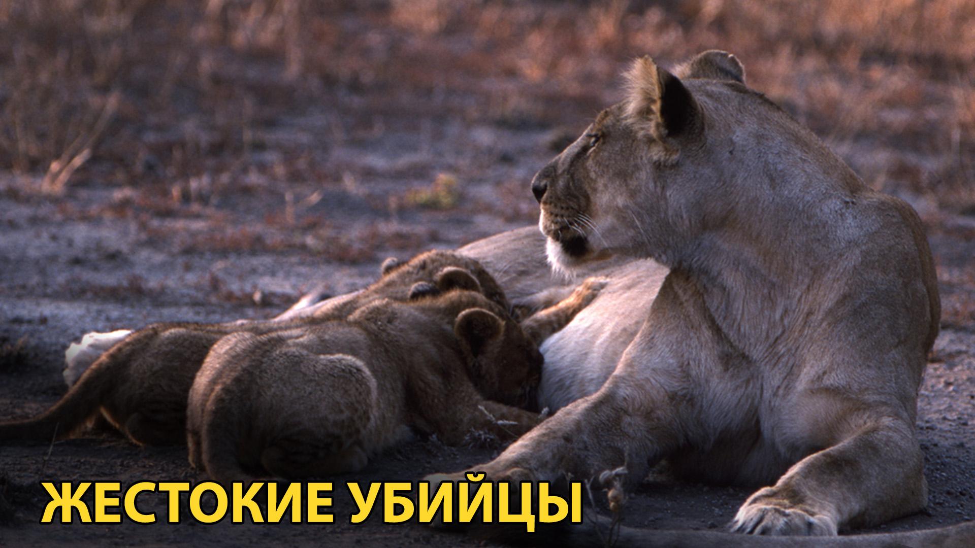 Жестокие убийцы (zhestokie-ubijtsy) Документальный фильм