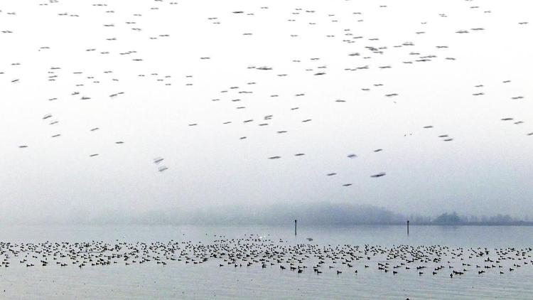 Постер Bodensee-Wildnis am großen Wasser