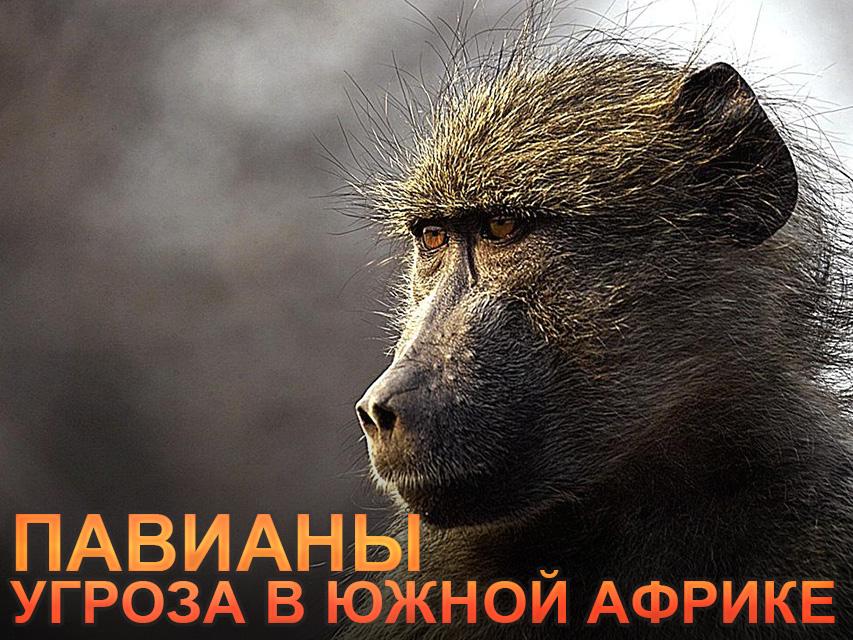 Павианы. Угроза в Южной Африке (paviany-ugroza-v-juzhnoj-afrike) Документальный фильм