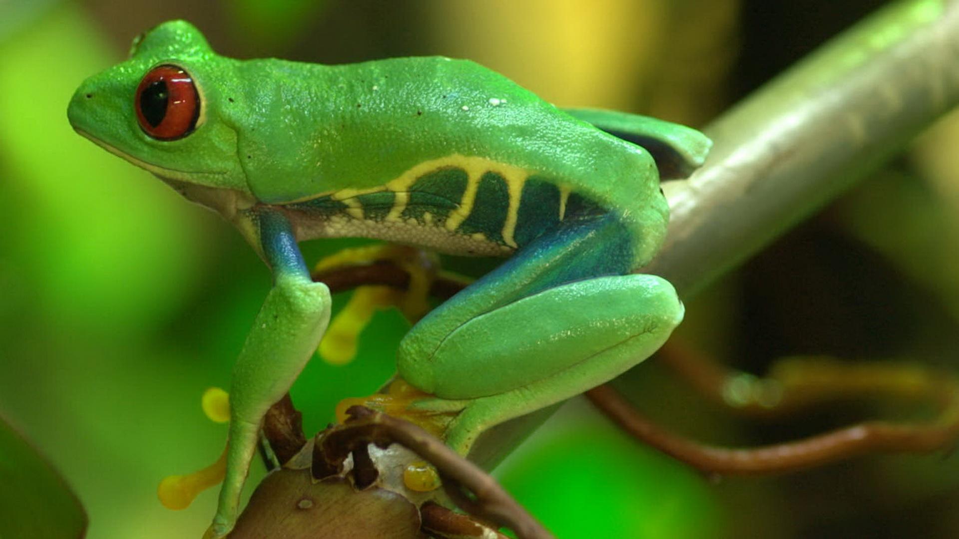 Загадки эволюции (zagadki-evoljutsii) Документальный сериал