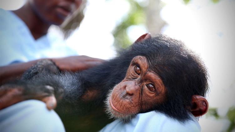 Постер Baby Chimp Rescue