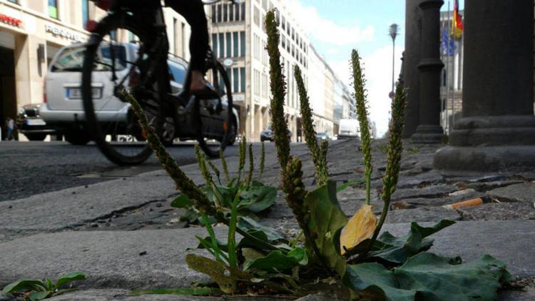 Постер Berliner Pflanzen — Die wilde Hauptstadt