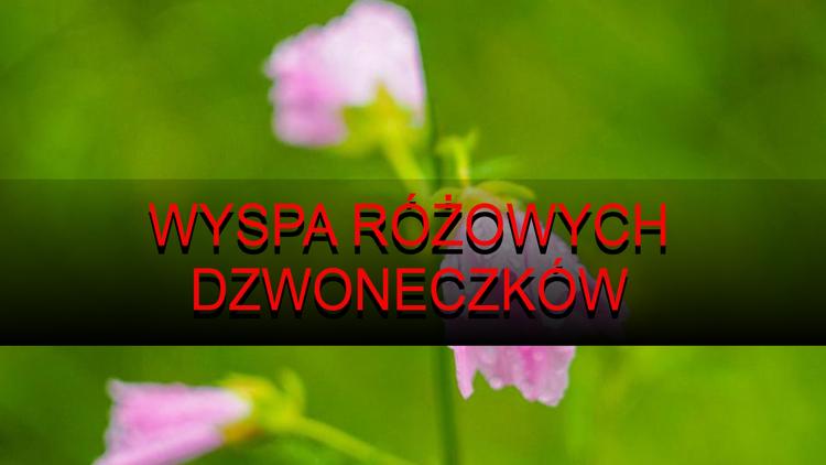 Постер Wyspa różowych dzwoneczków