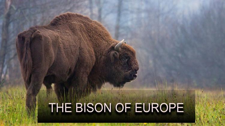 Постер The Bison of Europe