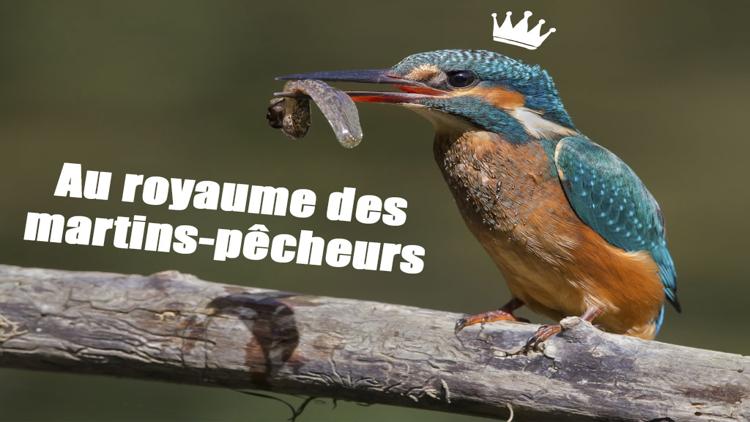 Постер Au royaume des martins-pêcheurs