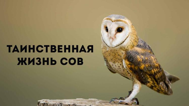 Постер Таинственная жизнь сов