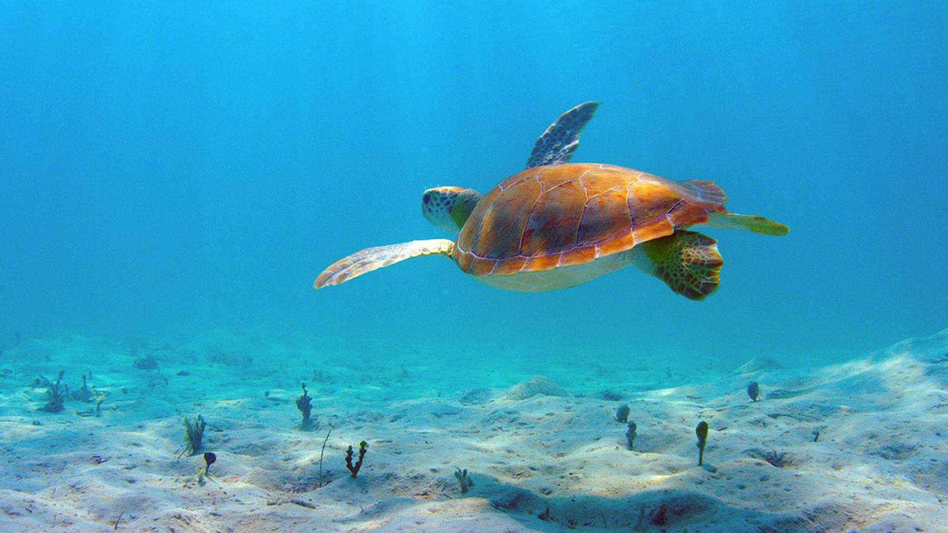 Im Bann der Bahamas (im-bann-der-bahamas) Документальный сериал