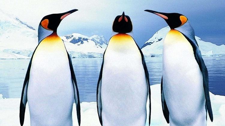 Постер Pingüinos, la historia de las aves que quisieron ser peces