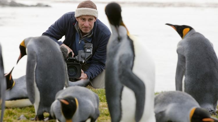 Постер Insel der Pinguine