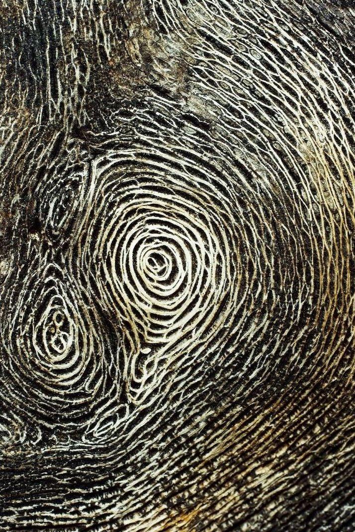 Artistes de Nature (artistes-de-nature) Досуг, хобби