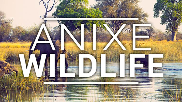 Постер Anixe Wildlife