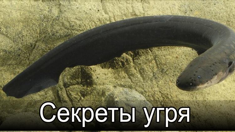 Постер Секреты угря