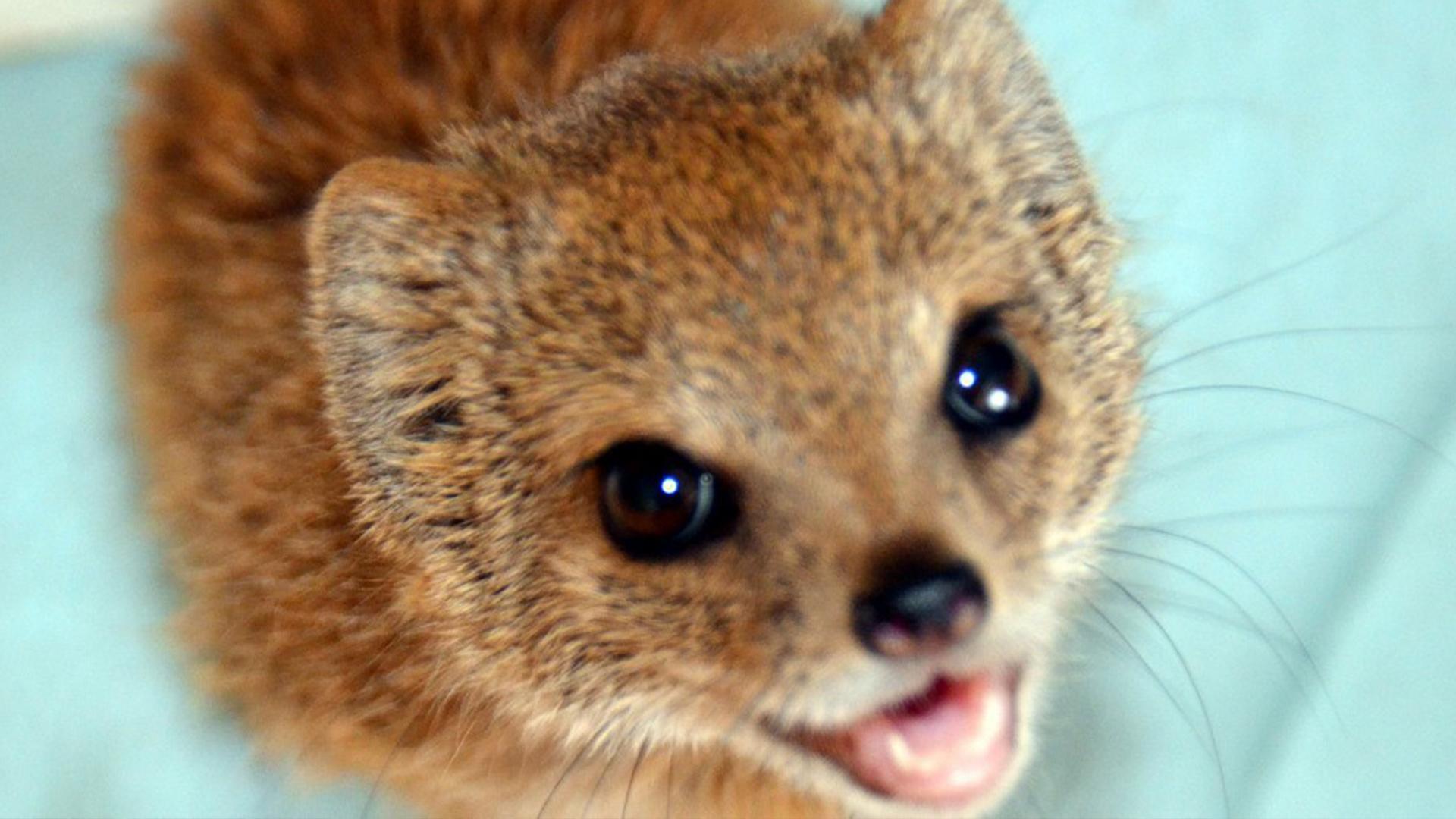 Tierbabys — süß und wild! (tierbabys-s-und-wild) Документальный сериал