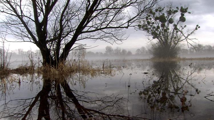 Постер Fluss ohne Grenzen — Auenwildnis an der March