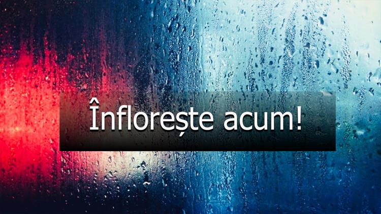 Постер Înflorește acum!