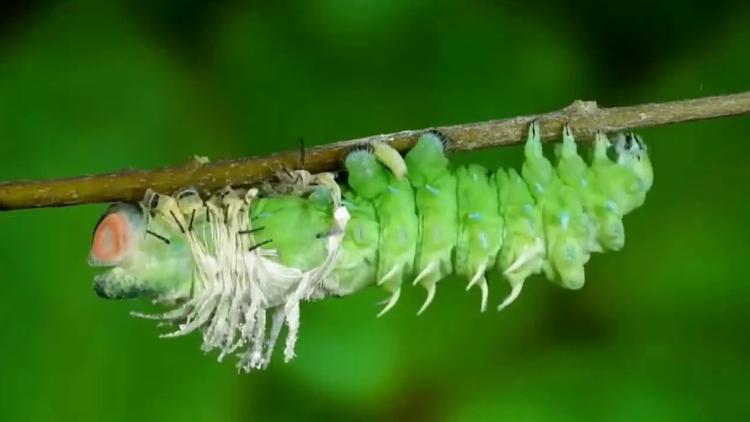 Постер Freaks auf sechs Beinen-Unglaubliche Insekten