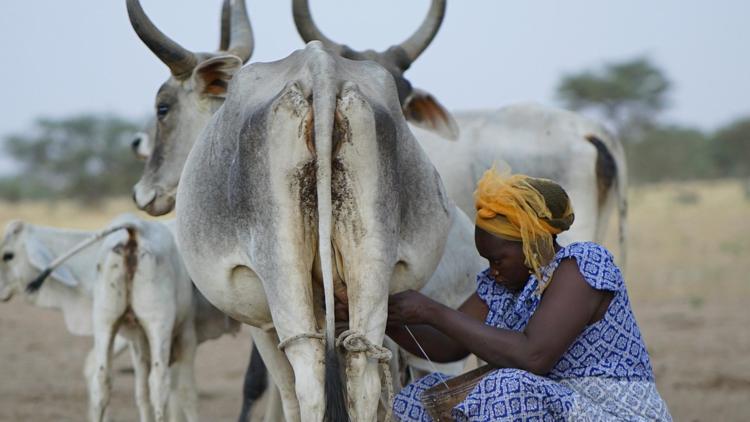 Постер La planète lait