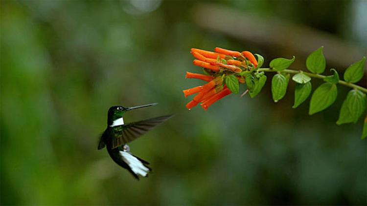 Постер Prodigieux colibris