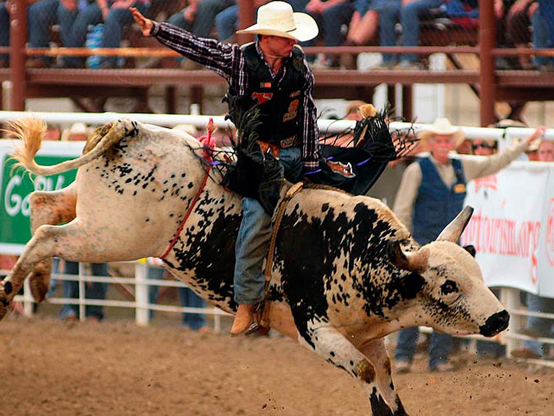 Скачки на быках. С арены-на охоту (skachki-na-bykah-s-areny-na-ohotu) Досуг, хобби