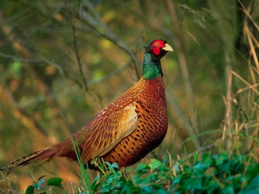 Ура, фазаны! (ura-fazany) Досуг, хобби