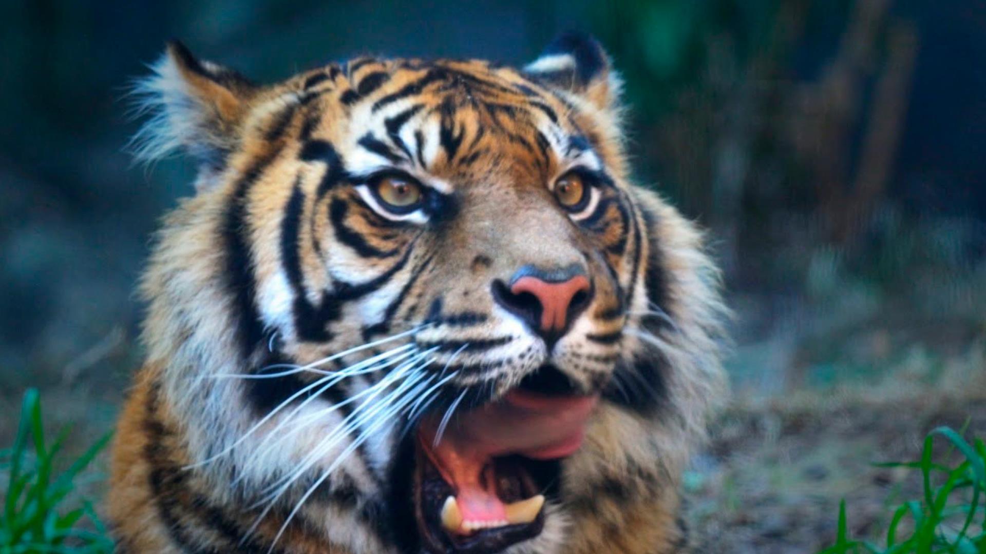 Хищные питомцы (hischnye-pitomtsy) Документальный сериал