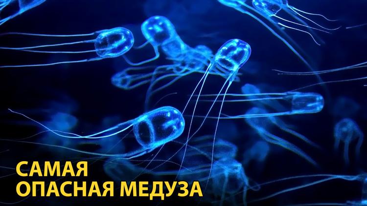 Постер Самая опасная медуза