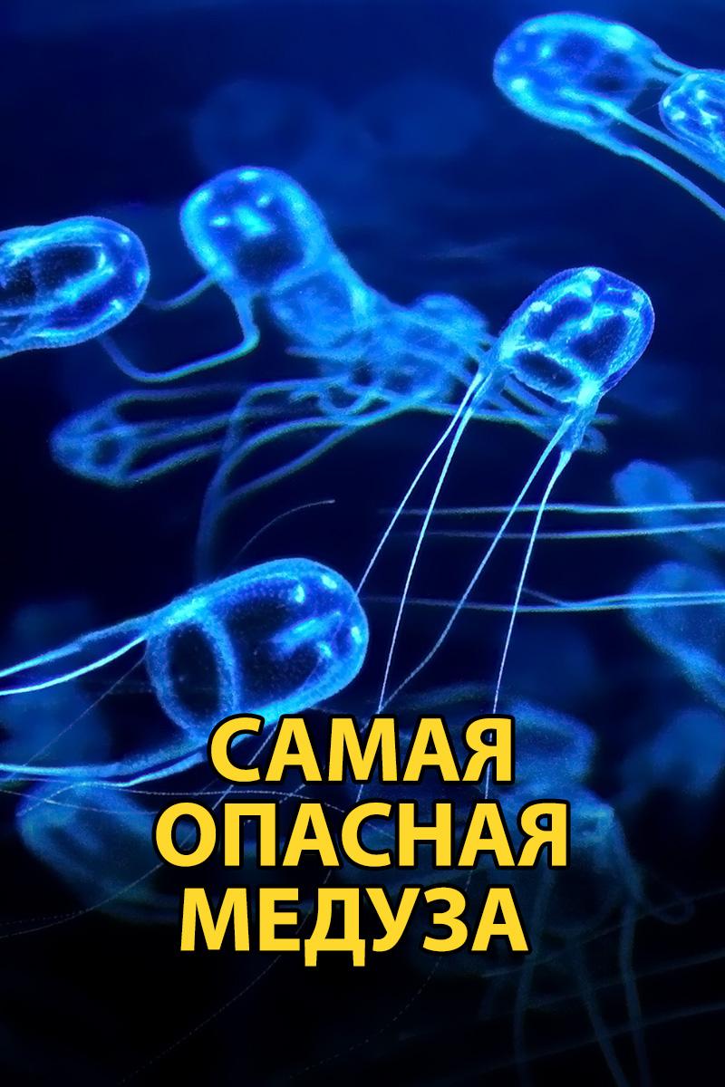 Самая опасная медуза (samaja-opasnaja-meduza) Документальный фильм