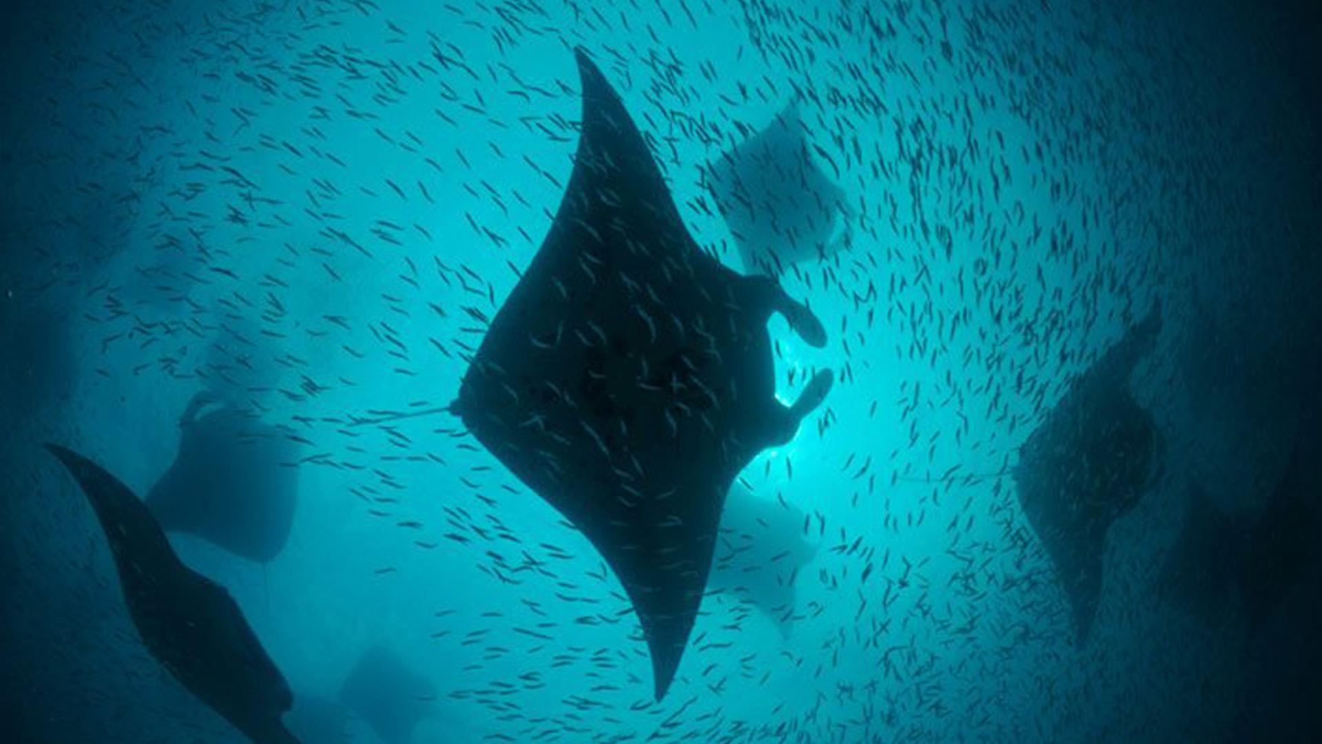 Secrets of The Giant Manta Ray (secrets-of-the-giant-manta-ray) Документальный фильм