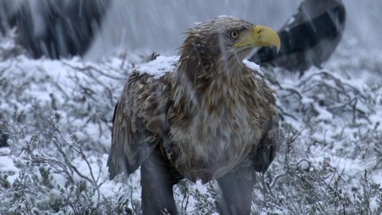 Постер Seeadler-Der Vogel Phönix