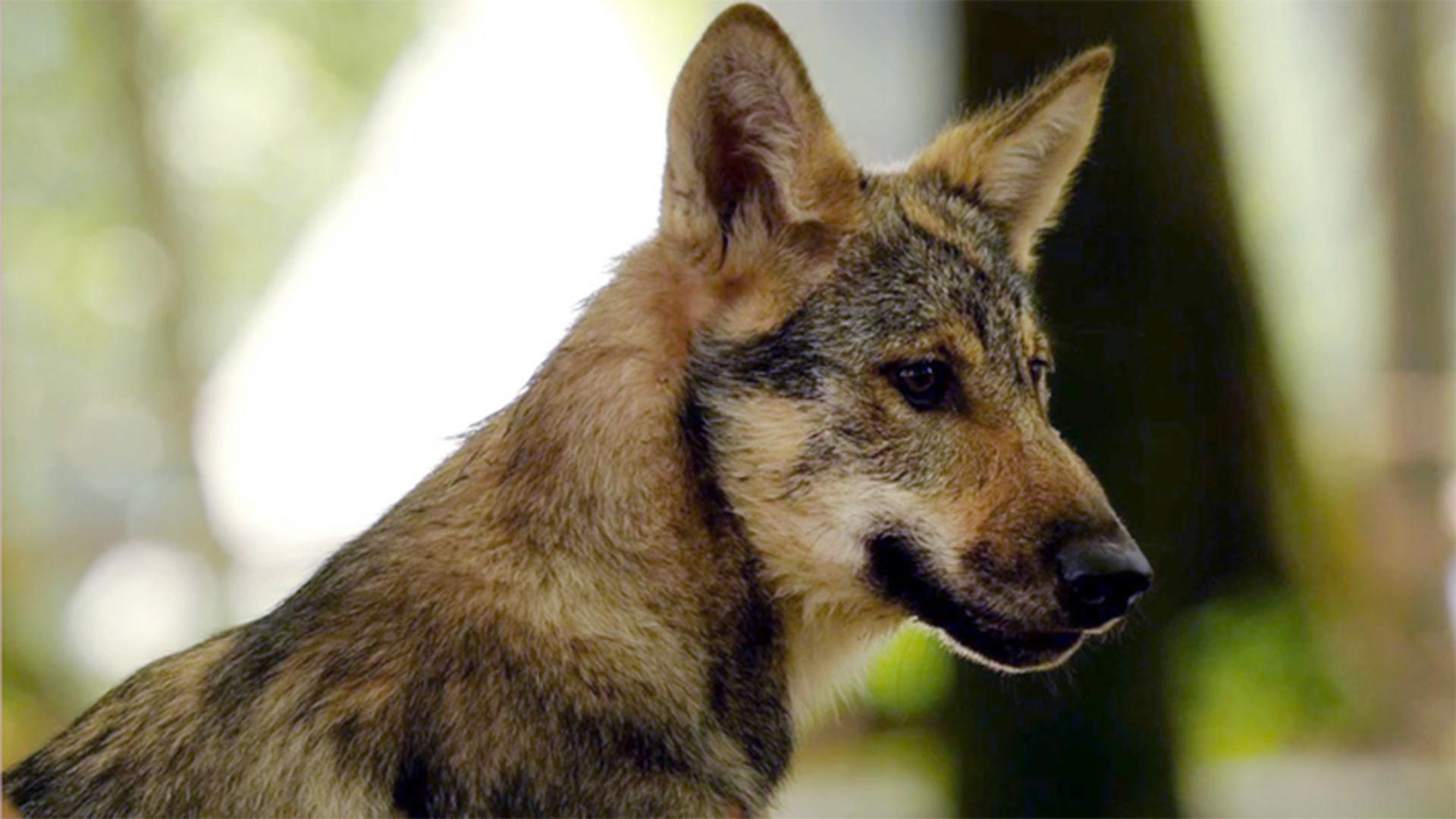 Tierisch wild im Südwesten (tierisch-wild-im-sdwesten) Документальный фильм