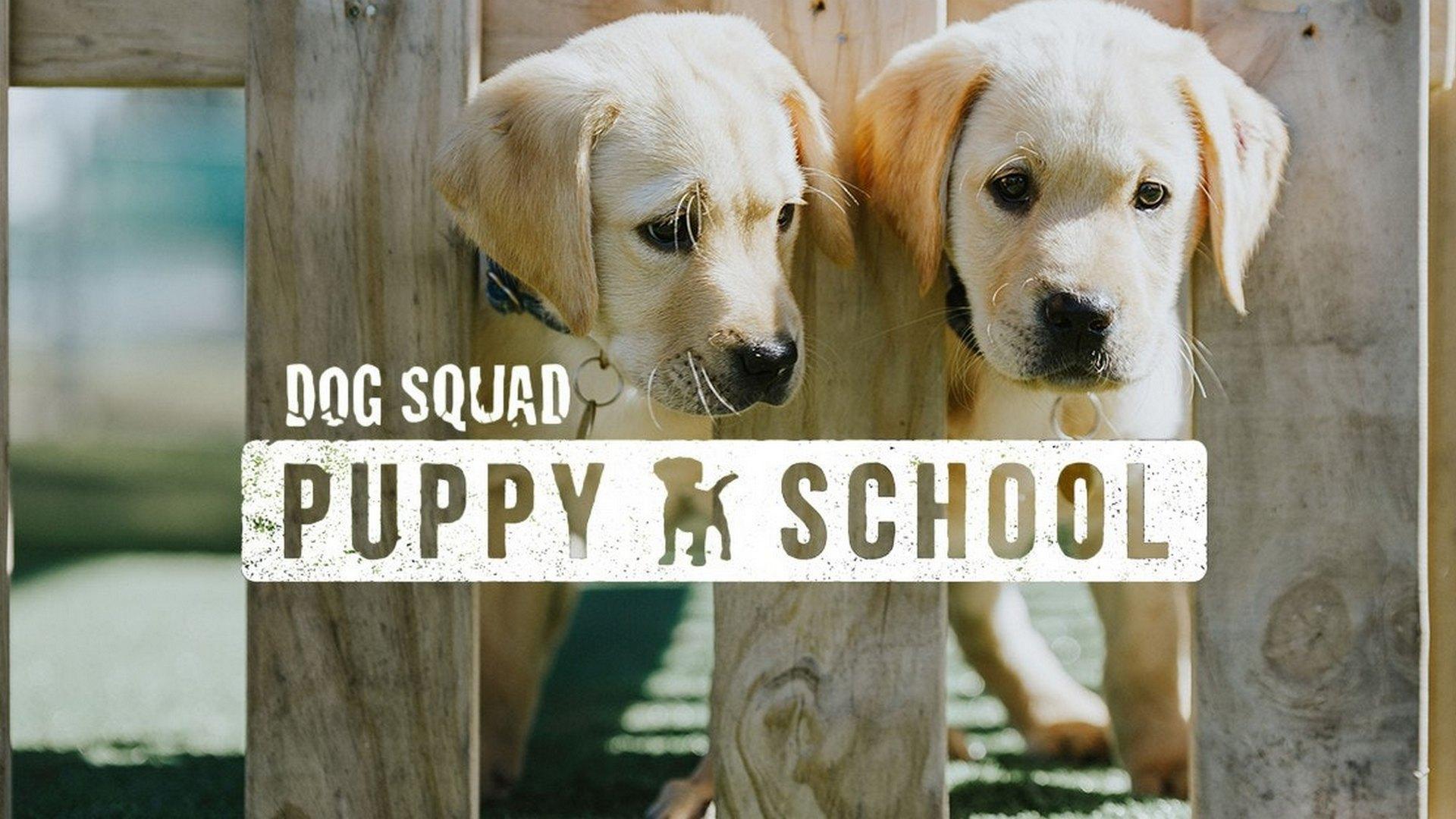 Собачий отряд — щенячья школа (sobachij-otrjad-schenjachja-shkola) Документальный сериал