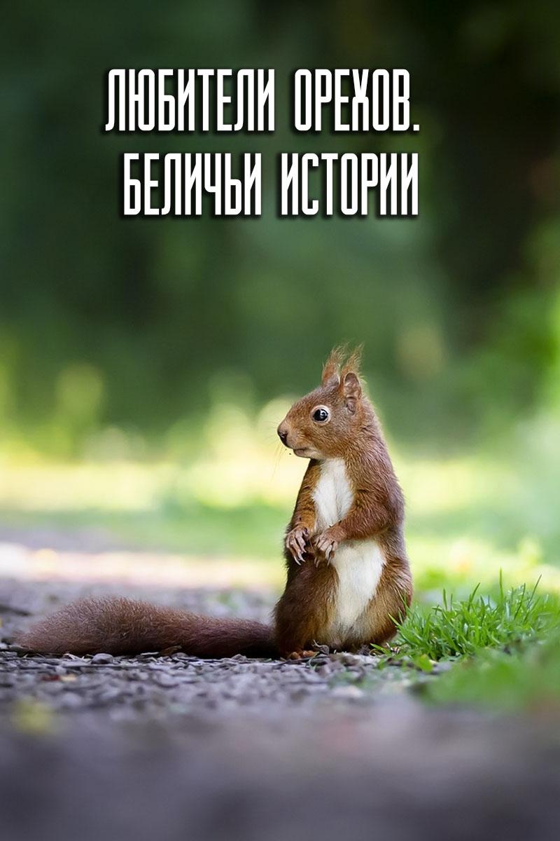 Любители орехов. Беличьи истории (ljubiteli-orehov-belichi-istorii) Документальный фильм