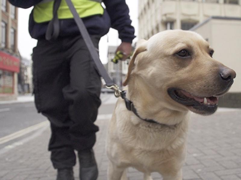 Служебные собаки (sluzhebnye-sobaki) Документальный сериал