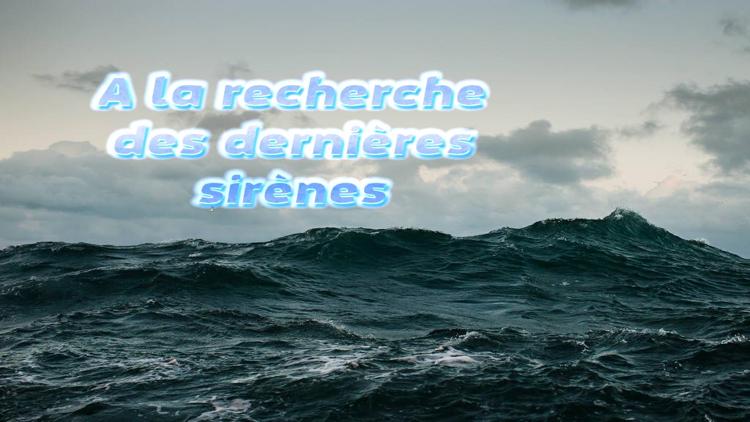 Постер A la recherche des dernières sirènes