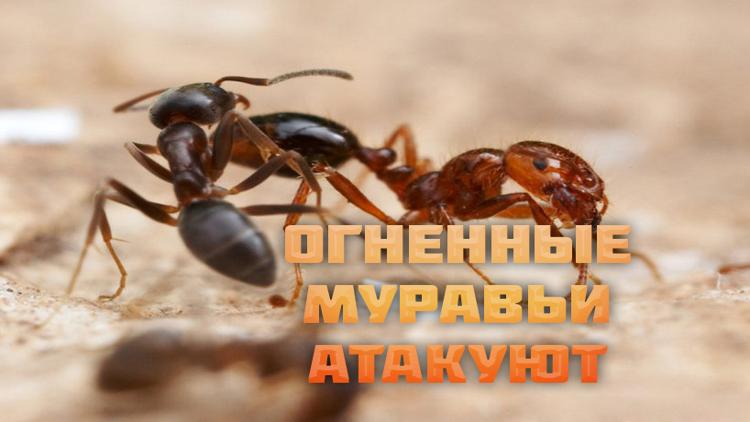 Постер Огненные муравьи атакуют