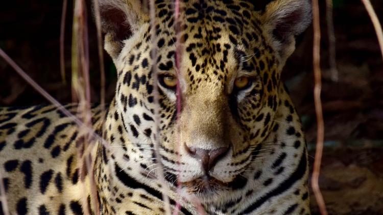 Постер Brazil’s Emerald Oasis