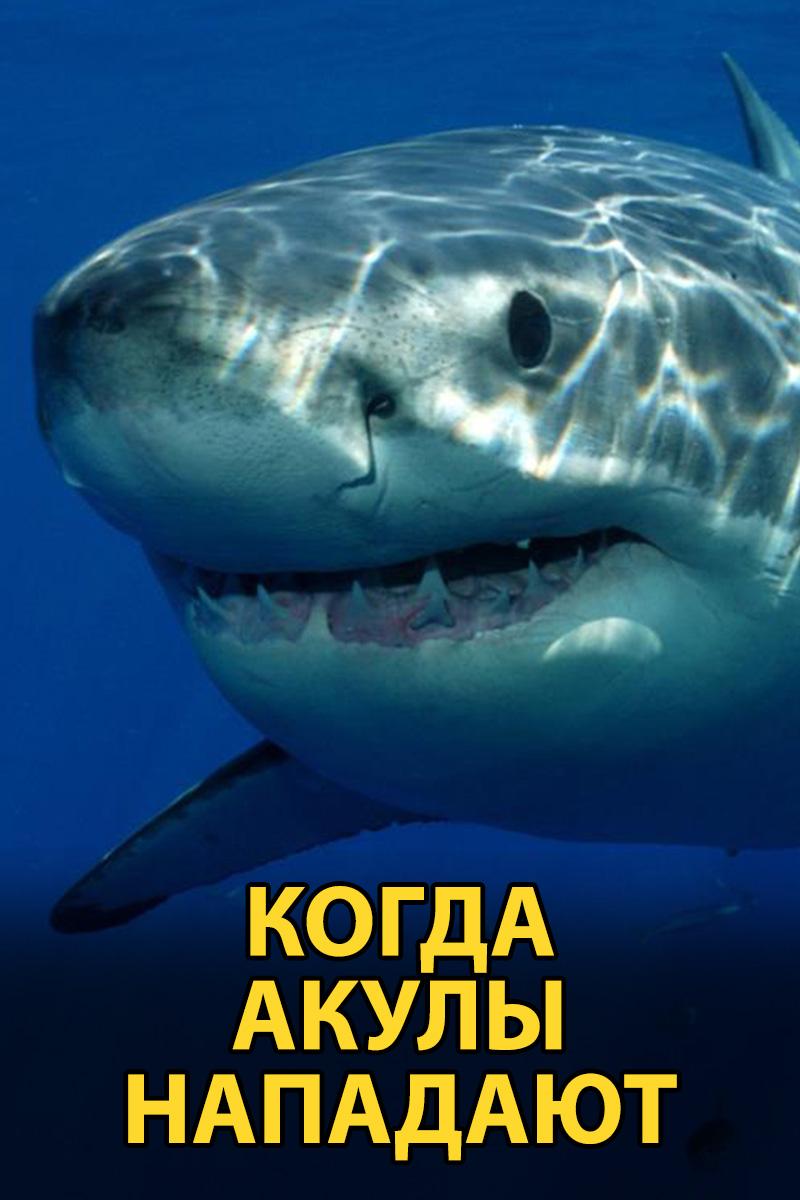 Когда акулы нападают (kogda-akuly-napadajut) Документальный сериал