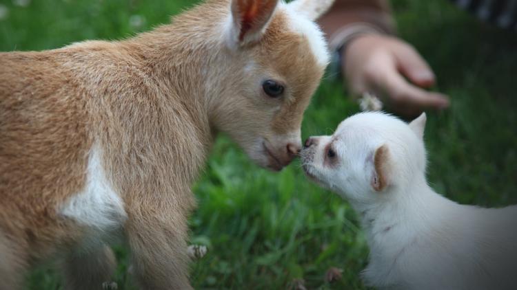 Постер Bizarre Animal Friends