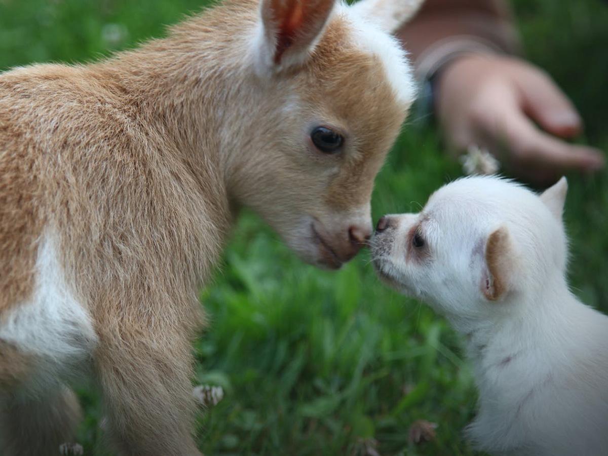 Bizarre Animal Friends (bizarre-animal-friends) Документальный сериал