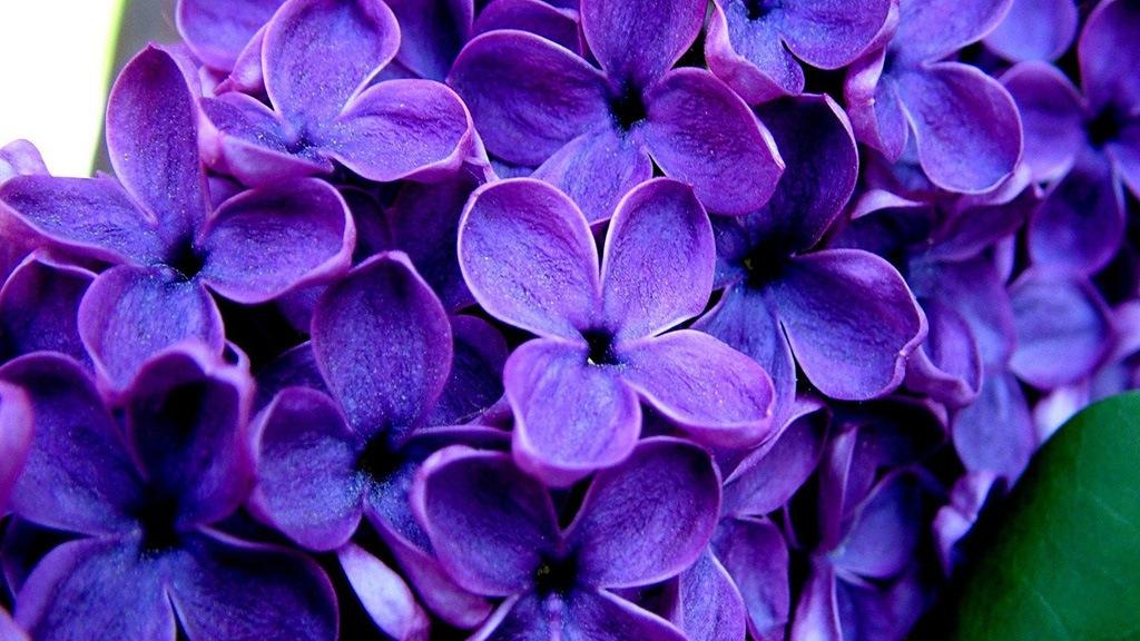 Сирень (siren) Досуг, хобби