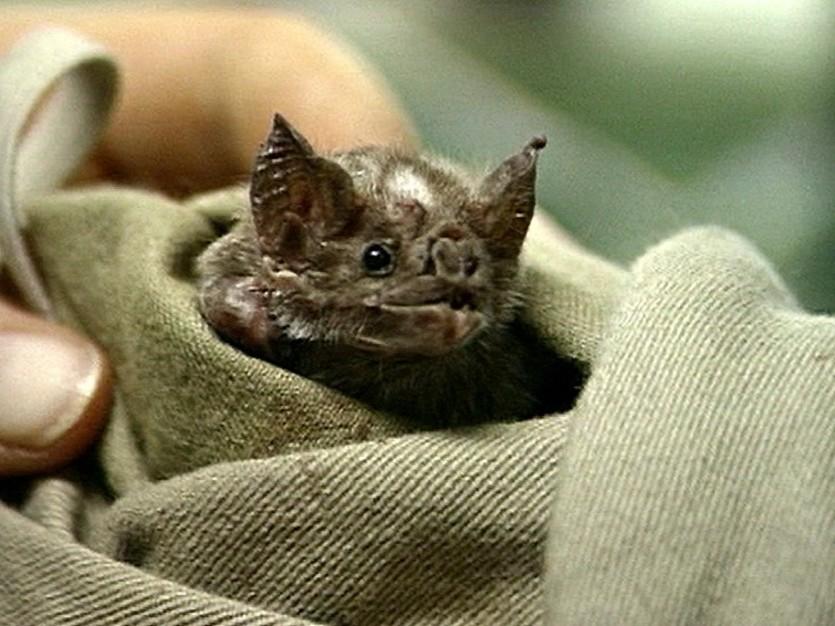 Trinidad – Von Vampiren, Blattschneidern und Herkuleskäfern (trinidad-von-vampiren-blattschneidern-und-herkuleskfern) Документальный фильм